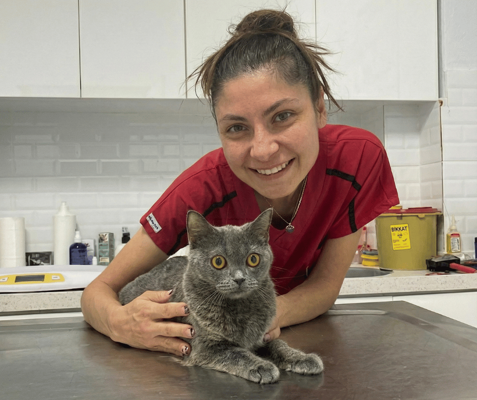 İzmir Karşıyaka veteriner hizmeti - VetSim 7/24 acil kedi muayenesi - profesyonel veteriner bakımı