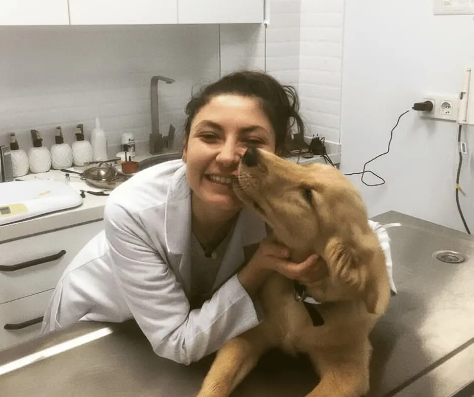 Karşıyaka veteriner cerrahi operasyon - VetSim modern veteriner kliniği - İzmir 7/24 acil veteriner