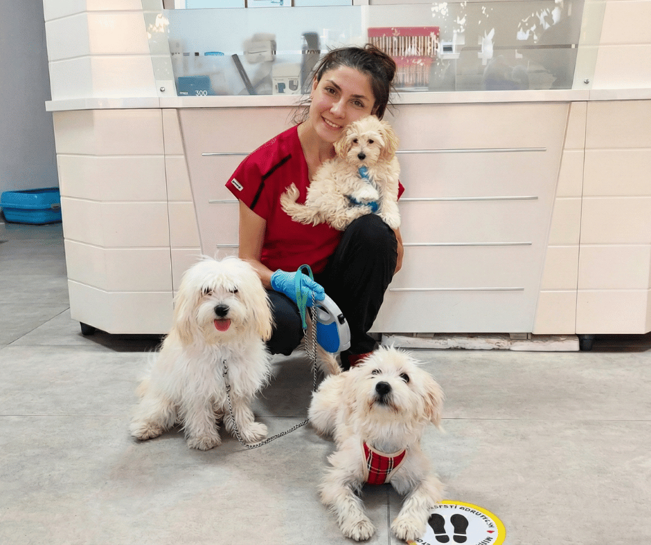 İzmir Karşıyaka VetSim veteriner kliniği - 7/24 acil hayvan hizmeti - sevimli dostlar tedavi