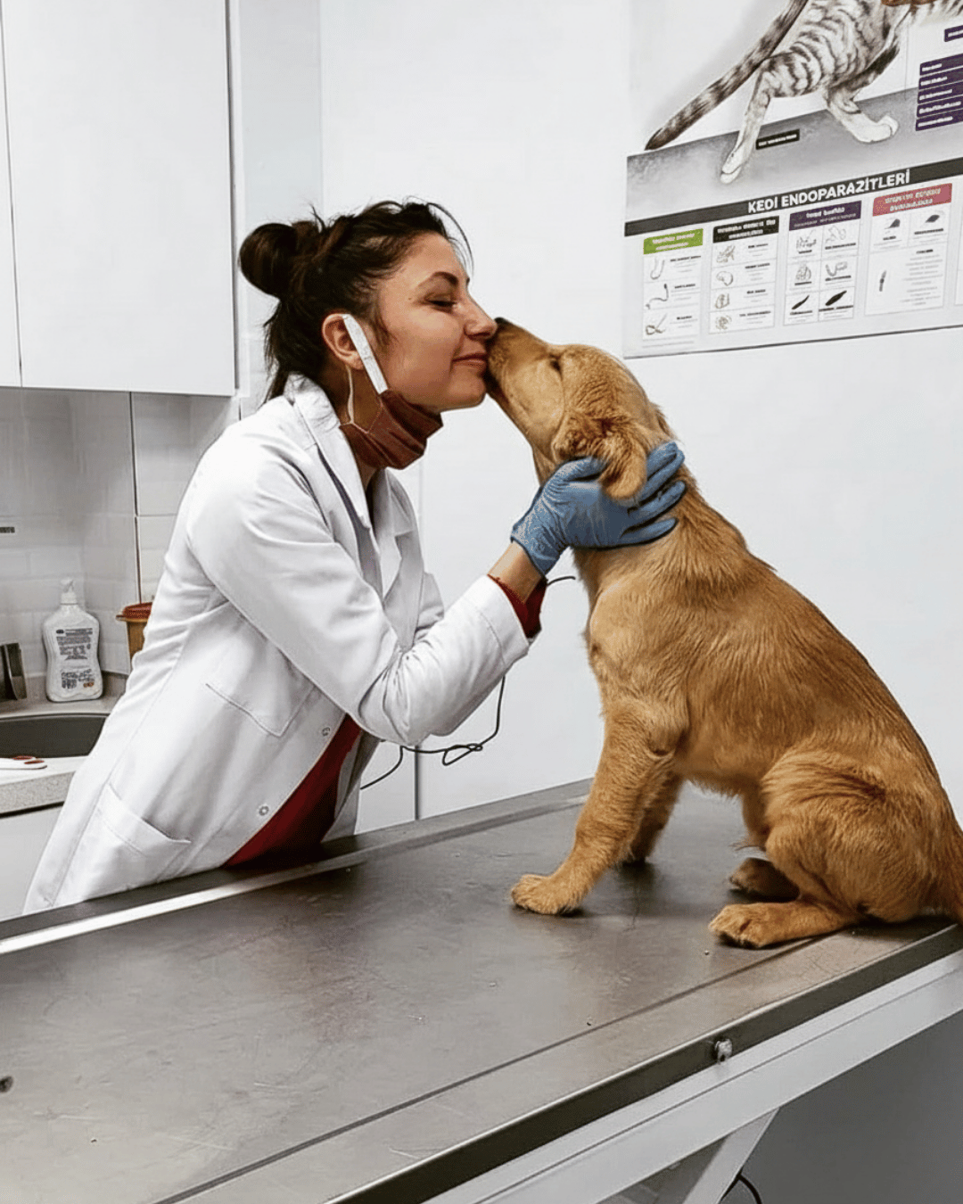VetSim veteriner hekim - İzmir Karşıyaka acil veteriner hizmeti - profesyonel hayvan muayenesi