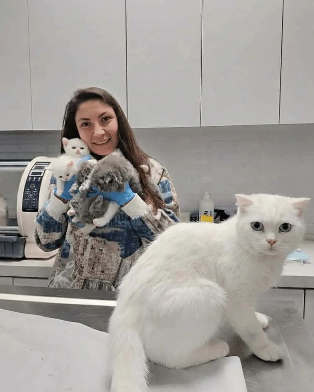 Karşıyaka veteriner cerrahi operasyon - VetSim modern tıbbi ekipman - İzmir acil veteriner 7/24