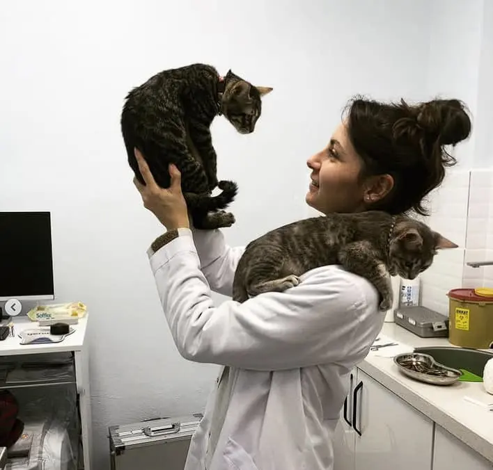 İzmir acil veteriner 7/24 - VetSim veteriner hekim - Karşıyaka cerrahi operasyon hizmeti